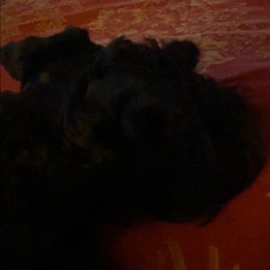 Meet your Posher, William